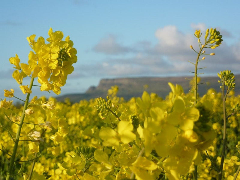 Why top chefs praise the use of Rapeseed Oil