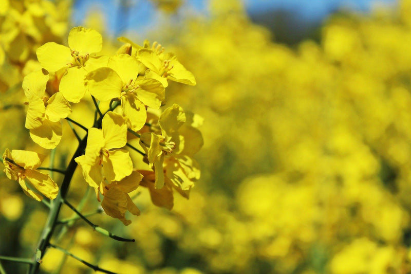 Top 5 reasons for choosing rapeseed oil to improve your health