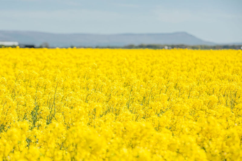 5 Benefits of Cooking with Rapeseed Oil